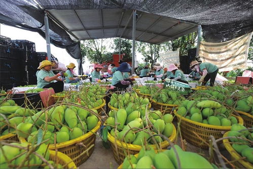 拓宽销路助农增收 电商助力三亚农产品起飞