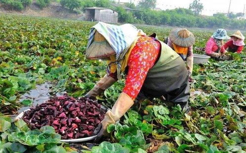 农产品价格上涨，能否吸引农民重返土地？