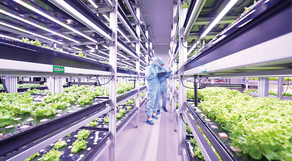 AI模型技术加持 植物工厂场景落地 这家&ldquo;小巨人&rdquo;企业积雪草苷提取获重大突破