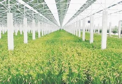 六千尺高差绘就云岭生态画卷——探秘云南六大水系滋养下的农产品王国