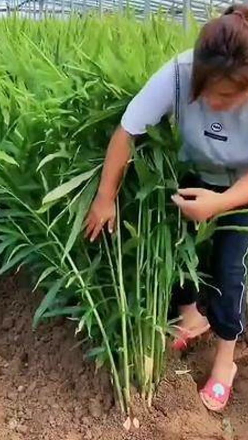 优质农产品的价值与发展路径