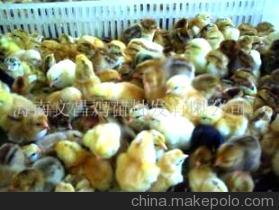 文昌鸡苗批发 小种公鸡苗经销商价格、厂家与图片全解析